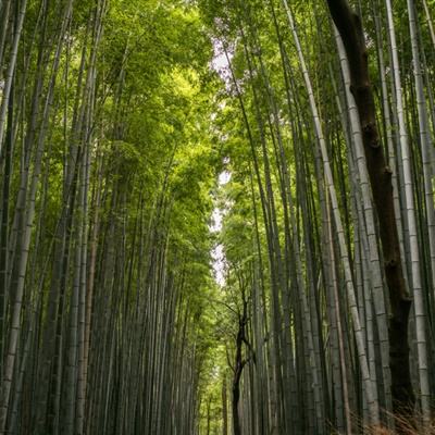 三国列传变态版下载